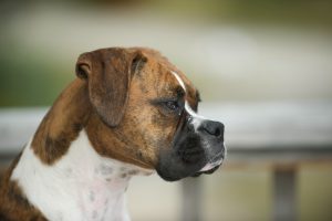 Dog Day Care Hounds Town USA