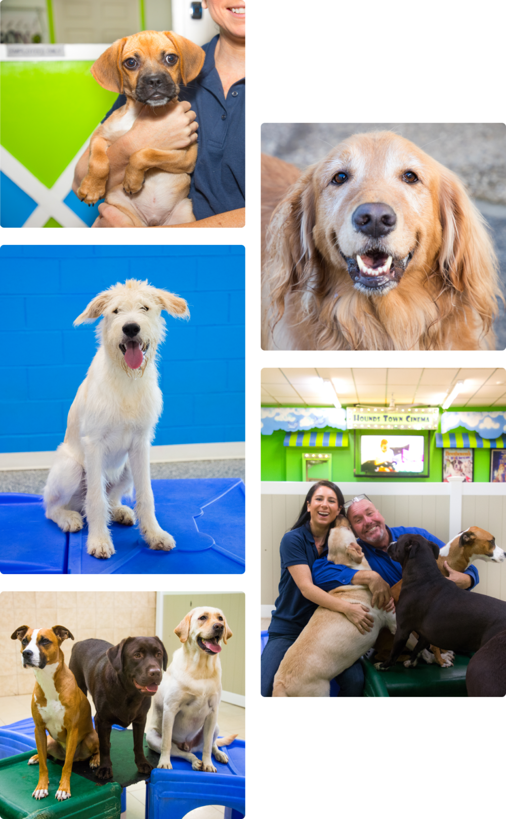 Dog Care Services