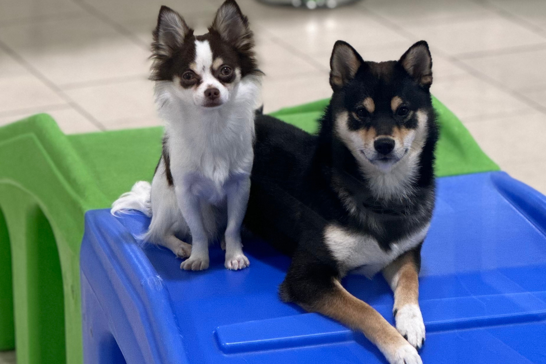 Two dogs on a play ramp at Hounds Town doggy daycare